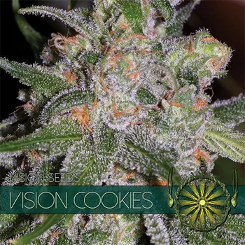 Semeno Vision seeds Vision Cookies Počet ks Feminizované: 3+1