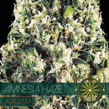Semeno Vision seeds Amnesia Haze AUTO Počet ks Feminizované: 3+1