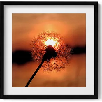 Obraz Závěsný obraz rámeček černé barvy Pampeliška při západu slunce 50x50 cm