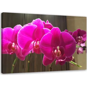 Obraz OBRAZ NA PLÁTNĚ Zen Orchidej Květ Růžový 60x40