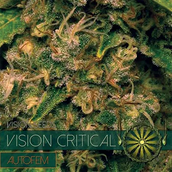 Pěstitelství Vision seeds Vision Critical AUTO Počet ks Feminizované: 3+1