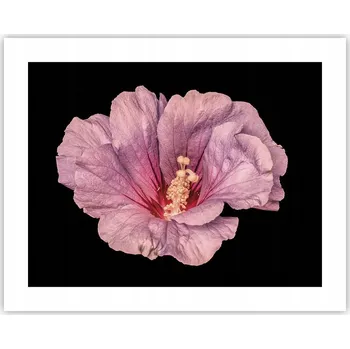 Obraz Obraz plakát na zeď bez rámu 50x40 květinový foto plakát do obýváku ložnice