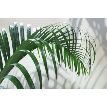 Obraz Obraz Na Plátně Zelený Palmový List s 3D Efektem 40x30