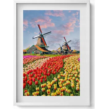 Obraz Dekorativní obraz v rámu na zeď Krajina s tulipány Holandsko 50x70 cm