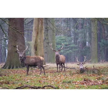 Obraz Plakát Jeleni v lese bez rámu 30 x 20 cm