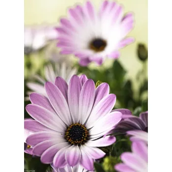 Obraz Plakát Květiny Osteospermum bez rámu 20,5 x 28,4 cm