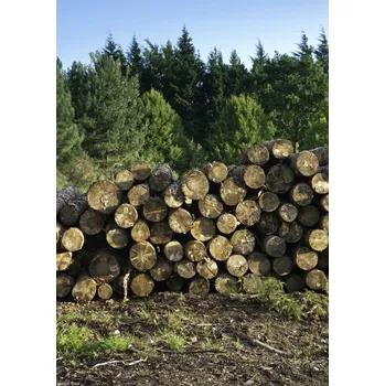 Obraz Plakát Hromada dřeva – klády ve stohu 2 bez rámu 21 x 29,7 cm