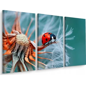 Obraz Obraz Triptych Pampeliška Beruška MAKRO 60x40