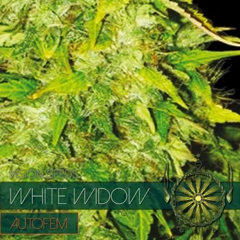Pěstitelství Vision seeds White Widow AUTO Počet ks Feminizované: 3+1