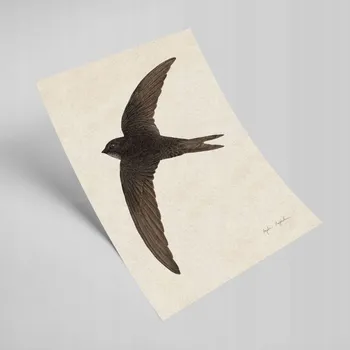 Obraz Grafika rorýs v letu A4 - Tukan Media