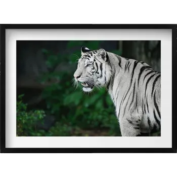 Obraz Dekorativní nástěnný obraz v rámu s grafikou Bílý tygr v džungli 70x50 cm
