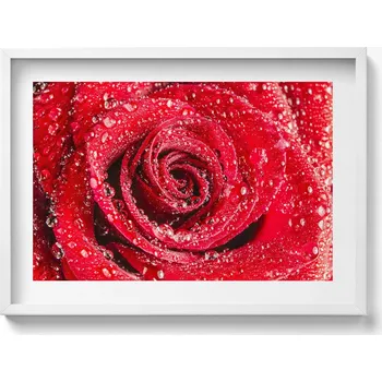 Obraz Obraz s rámem a grafikou na zeď - Rosa: červené růže na okvětních lístcích, 70x50 cm