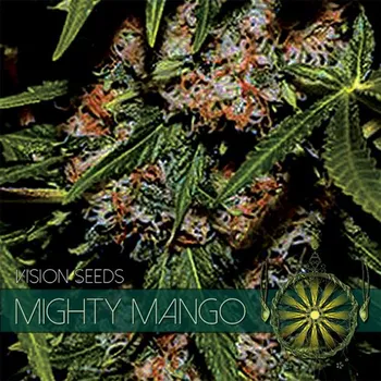 Semeno Vision seeds Mighty Mango Bud Počet ks Feminizované: 3+1