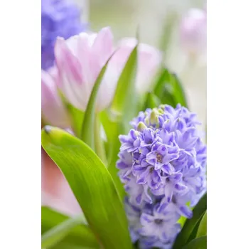 Obraz Plakát Hyacint a tulipány detail, bez rámu, 61 x 91,5 cm