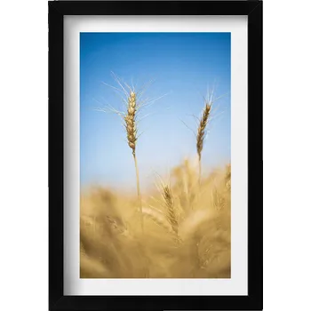 Obraz Ozdobný nástěnný obraz v černém rámu s grafikou Klásky na pozadí oblohy 20x30 cm