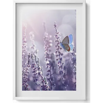 Obraz Elegantní obraz v bílém rámu Motýl na lučních květech 50x70 cm