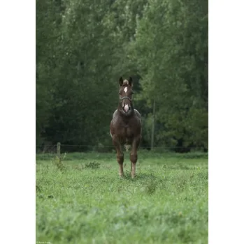 Obraz Plakát Kůň stojící v poli bez rámu 21 x 29,7 cm