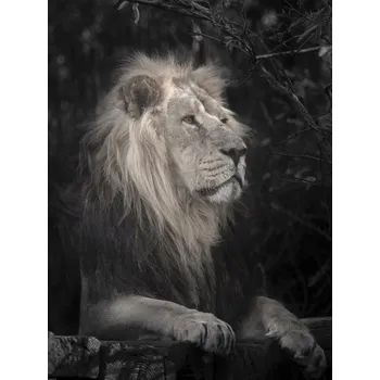 Obraz Plakát Lev bez rámu 60 x 80 cm