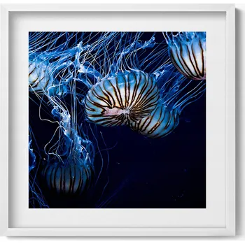 Obraz Dekorativní nástěnný obraz v rámu s grafikou Modré medúzy ve vodě 50x50 cm
