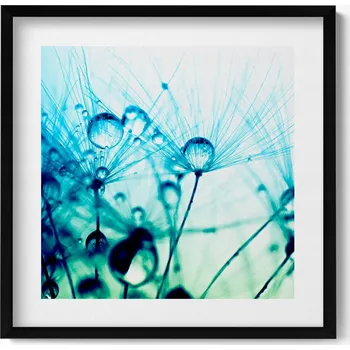Obraz Ozdobný nástěnný obraz v rámu do obýváku Kapky rosy na pampeliškách 50x50 cm