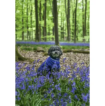 Obraz Plakát Pes v lese obklopený modrými květy, bez rámu, 29,7 x 42 cm