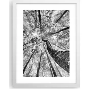 Obraz Obraz plakát v bílém rámu do obýváku 30x40 les foto plakáty na zeď