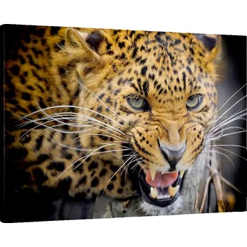 Obraz Obraz na plátně do obýváku, ložnice 70x50 zvířata foto obrazy na zeď