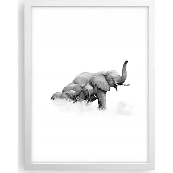 Obraz Obraz plakát v bílém rámu do obýváku 30x40 zvířata plakáty na zeď