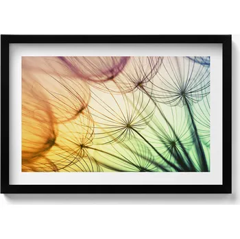 Obraz Obraz s černým rámem a grafikou na zeď Jemné chmýří pampelišky 60x40 cm