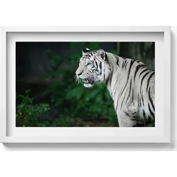Obraz Dekorativní obraz v bílém rámu do obýváku Bílý tygr v džungli 60x40 cm
