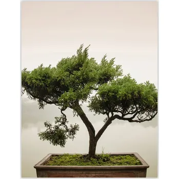 Obraz Skleněná Ochranná Deska a Krájecí Prkénko | Indukce, Sporák ds-0358