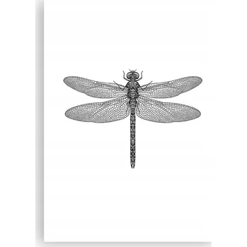 Obraz Plakát bez rámu do obýváku ložnice 50x70 vážka moderní módní obraz