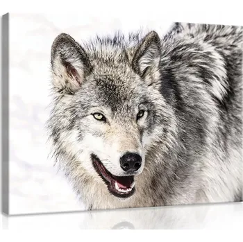 Obraz OBRAZ NA PLÁTNĚ CANVAS 100x75 SNĚŽNÝ VLK