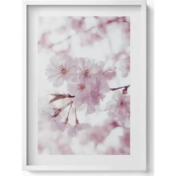 Obraz Ozdobný nástěnný obraz v bílém rámu Jemné bledě růžové květy 50x70 cm