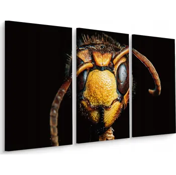 Obraz Obraz Tryptych Sršeň - Hmyz zblízka - Dekorace 60x40 cm