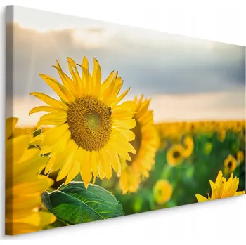 Obraz Obraz do Obýváku KVĚTINY Slunečnice 3D Efekt 100x70