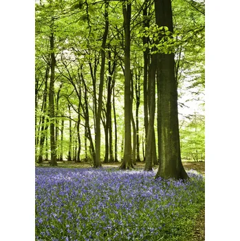 Obraz Plakát Modřinky na jaře pokrývající dno lesa bez rámu 29,7 x 42 cm