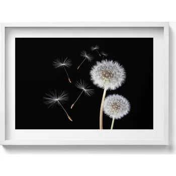 Obraz Dekorativní obraz v bílém rámu na zeď do obýváku Dvě pampelišky 70x50 cm