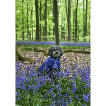 Obraz Plakát Pes v lese obklopený modrými květy, bez rámu, 21 x 29,7 cm