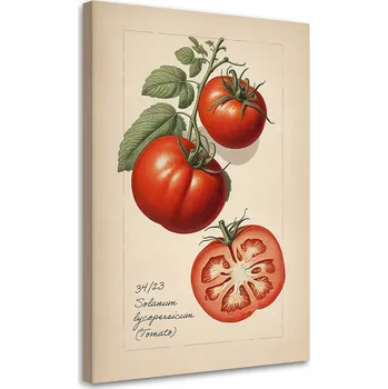 Obraz OBRAZ DO KUCHYNĚ Ovoce Vintage Rajče 60x90