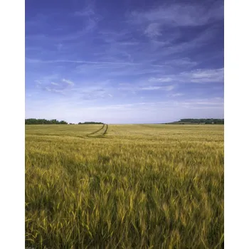 Obraz Plakát Pšeničné pole na pozadí modré oblohy, bez rámu, 40 x 50 cm