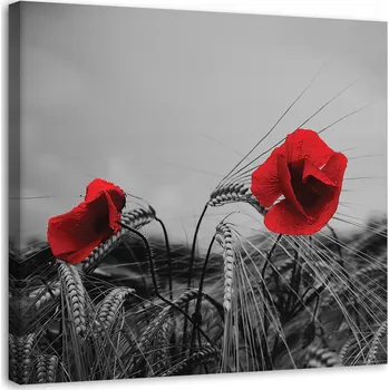 Obraz Feeby Obraz na plátně, Červené máky a obilí - 50x50