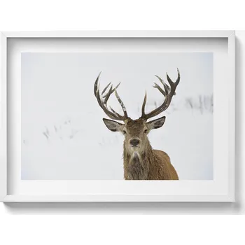 Obraz Závěsný obraz na zeď dekorace do bytu Vznešené zvíře jelen 70x50 cm