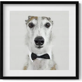 Obraz Dekorativní nástěnný obraz v rámu s grafikou Portrét psa s motýlkem 50x50 cm