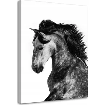 Obraz Obraz na plátně divoký oř 40x60