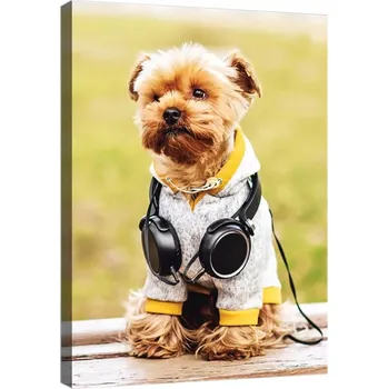 Obraz OBRAZ NA PLÁTNĚ CANVAS 40x60 PES YORK A HUDBA