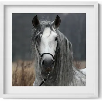 Obraz Dekorativní nástěnný obraz v bílém rámu do pokoje Bílý kůň oř 50x50 cm