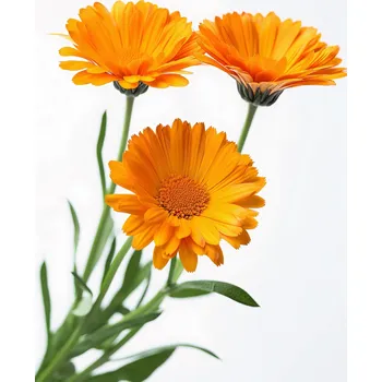 Plakát Plakát Sluneční měsíčky bez rámu 21 x 29,7 cm