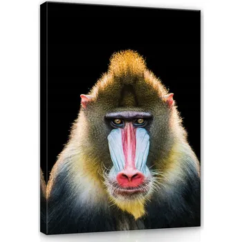 Obraz OBRAZ NA PLÁTNĚ CANVAS 75x100 MANDRIL OPICE