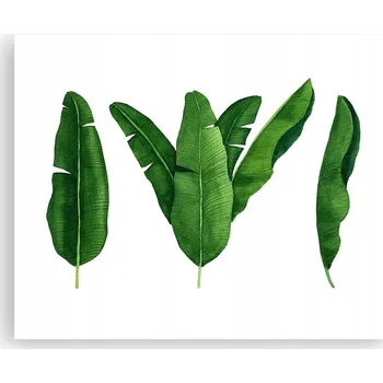 Obraz Obraz plakát na zeď bez rámu 50x40 banánovník foto obývák ložnice